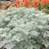 Powis Castle Artemisia - 1 Gallon Pot -Home Bloom Garden artemisia powis castle 12