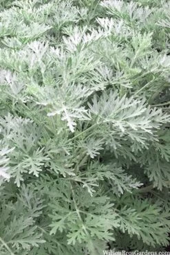 Powis Castle Artemisia - 1 Gallon Pot 13 Powis Castle Artemisia - 1 Gallon Pot -Home Bloom Garden artemisia powis castle 14