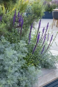 Powis Castle Artemisia - 1 Gallon Pot 17 Powis Castle Artemisia - 1 Gallon Pot -Home Bloom Garden artemisia powis castle 4