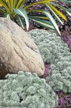 Silver Mound Artemisia - 5 Pack Of Quart Pots -Home Bloom Garden artemisia schmidtiana silver mound 12
