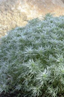 Silver Mound Artemisia - 1 Gallon Pot -Home Bloom Garden artemisia schmidtiana silver mound 4 1