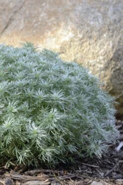 Silver Mound Artemisia - 5 Pack Of Quart Pots -Home Bloom Garden artemisia schmidtiana silver mound 5