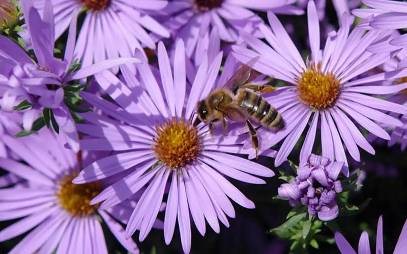 Raydon's Favorite Aromatic Aster (Aster Oblongifolius) - 1 Gallon Pot 11 Raydon's Favorite Aromatic Aster (Aster Oblongifolius) - 1 Gallon Pot - Image 9