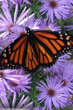 Raydon's Favorite Aromatic Aster (Aster Oblongifolius) - 1 Gallon Pot 15 Raydon's Favorite Aromatic Aster (Aster Oblongifolius) - 1 Gallon Pot -Home Bloom Garden aster oblongifolium raydons favorite 11