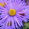 Raydon's Favorite Aromatic Aster (Aster Oblongifolius) - 1 Gallon Pot -Home Bloom Garden aster oblongifolium raydons favorite 3