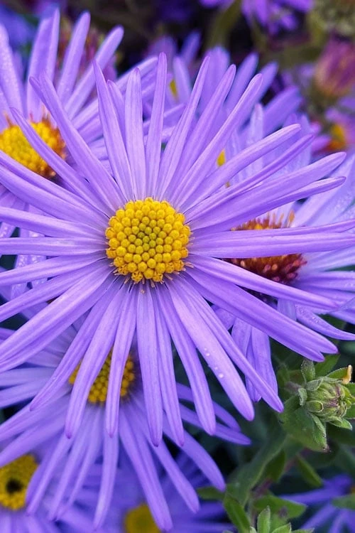 Raydon's Favorite Aromatic Aster (Aster Oblongifolius) - 1 Gallon Pot 3 Raydon's Favorite Aromatic Aster (Aster Oblongifolius) - 1 Gallon Pot