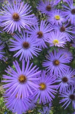 Raydon's Favorite Aromatic Aster (Aster Oblongifolius) - 1 Gallon Pot 17 Raydon's Favorite Aromatic Aster (Aster Oblongifolius) - 1 Gallon Pot -Home Bloom Garden aster oblongifolium raydons favorite 4