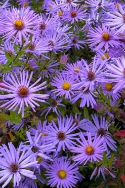 Raydon's Favorite Aromatic Aster (Aster Oblongifolius) - 1 Gallon Pot 18 Raydon's Favorite Aromatic Aster (Aster Oblongifolius) - 1 Gallon Pot -Home Bloom Garden aster oblongifolium raydons favorite 7