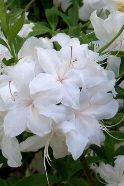 White Lights Cold Hardy Azalea - 1 Gallon Pot -Home Bloom Garden azalea white lights 1