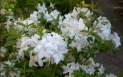 White Lights Cold Hardy Azalea - 1 Gallon Pot -Home Bloom Garden azalea white lights 2