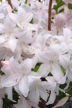 White Lights Cold Hardy Azalea - 1 Gallon Pot -Home Bloom Garden azalea white lights 3