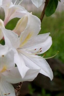 White Lights Cold Hardy Azalea - 1 Gallon Pot -Home Bloom Garden azalea white lights 4