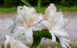 White Lights Cold Hardy Azalea - 1 Gallon Pot -Home Bloom Garden azalea white lights 5