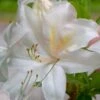 White Lights Cold Hardy Azalea - 1 Gallon Pot -Home Bloom Garden azalea white lights 6