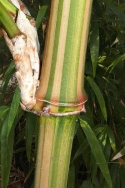 Golden Square Stem Bamboo (Chimonobambusa Quadrangularis 'Suow') - 5 Gallon Pot -Home Bloom Garden bamboo golden square stem 9 1