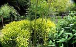 Dwarf Golden Leaf Bamboo - Pleioblastus Viridistriatus 'Chrysophyllus' - 1 Gallon Pot -Home Bloom Garden bamboo green stripe 3