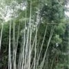Black Stripe Bamboo - Phyllostachys Nigra Megurochiku - 3 Gallon Pot -Home Bloom Garden bamboo megurochiku10