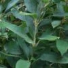 Ruscus Bamboo (Shibataea Kumasaca) - 1 Gallon Pot -Home Bloom Garden bamboo ruscus 20
