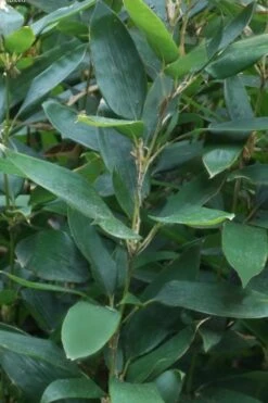 Ruscus Bamboo (Shibataea Kumasaca) - 1 Gallon Pot