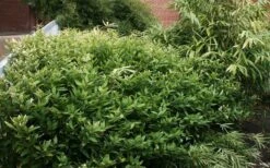 Ruscus Bamboo (Shibataea Kumasaca) - 3 Gallon Pot -Home Bloom Garden bamboo ruscus 21 1