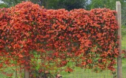 Tangerine Beauty Crossvine Bignonia - 1 Gallon Pot -Home Bloom Garden bignonia capreolata tangerine beauty crossvine 101