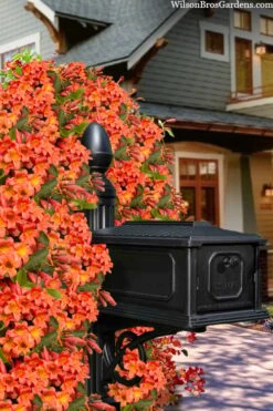 Tangerine Beauty Crossvine Bignonia - 1 Gallon Pot -Home Bloom Garden bignonia capreolata tangerine beauty crossvine 105