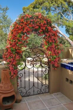 Tangerine Beauty Crossvine Bignonia - 1 Gallon Pot -Home Bloom Garden bignonia capreolata tangerine beauty crossvine 110