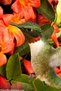 Tangerine Beauty Crossvine Bignonia - 1 Gallon Pot -Home Bloom Garden bignonia capreolata tangerine beauty crossvine 111