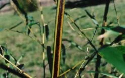 Black Stripe Bamboo - Phyllostachys Nigra Megurochiku - 3 Gallon Pot -Home Bloom Garden black stripe bamboo phyllostachys nigra megurochiku
