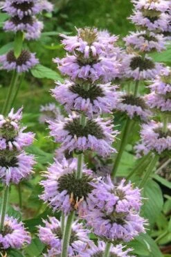 Downy Pagoda Plant (Blephilia Ciliata) - 1 Gallon Pot -Home Bloom Garden blephilia ciliata downy pagoda wood mint 4