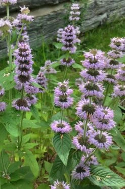 Downy Pagoda Plant (Blephilia Ciliata) - 1 Gallon Pot -Home Bloom Garden blephilia ciliata downy pagoda wood mint 5