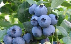 Alapaha Rabbiteye Blueberry - 3 Gallon Pot -Home Bloom Garden blueberry alapaha