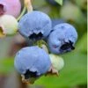 Alapaha Rabbiteye Blueberry - 3 Gallon Pot -Home Bloom Garden blueberry alapaha 3