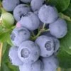 Northern Highbush Blueberry (Vaccinum Corymbosum) - 6 Pack Of 1 Gallon Pots -Home Bloom Garden blueberry northern highbush 3 800x500 1