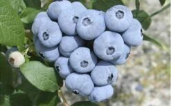 Northern Highbush Blueberry (Vaccinum Corymbosum) - 6 Pack Of 1 Gallon Pots -Home Bloom Garden blueberry northern20highbush 3 800x500 1