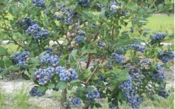 Northern Highbush Blueberry (Vaccinum Corymbosum) - 6 Pack Of 1 Gallon Pots -Home Bloom Garden blueberry northern20highbush 800x500 1