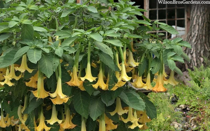 Yellow Angel's Trumpet (Brugmansia) - 1 Gallon Pot 8 Yellow Angel's Trumpet (Brugmansia) - 1 Gallon Pot - Image 6