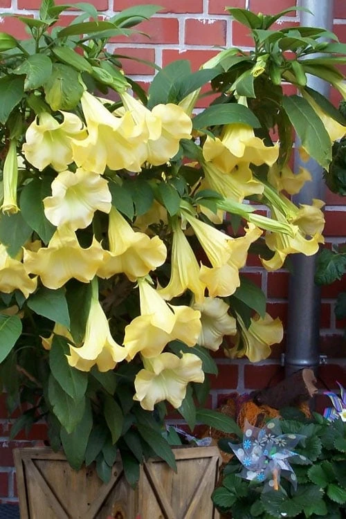 Yellow Angel's Trumpet (Brugmansia) - 1 Gallon Pot 3 Yellow Angel's Trumpet (Brugmansia) - 1 Gallon Pot