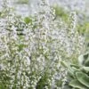 Calamint Plant (Calamintha Nepeta) - 1 Gallon Pot -Home Bloom Garden calamint 12