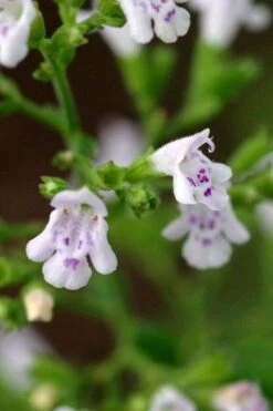 Calamint Plant (Calamintha Nepeta) - 1 Gallon Pot -Home Bloom Garden calamint 14