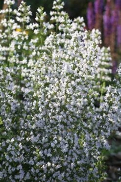 Calamint Plant (Calamintha Nepeta) - 1 Gallon Pot -Home Bloom Garden calamint 15
