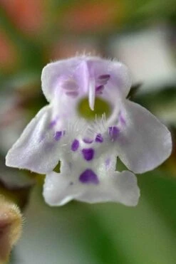 Calamint Plant (Calamintha Nepeta) - 1 Gallon Pot -Home Bloom Garden calamint 16 1