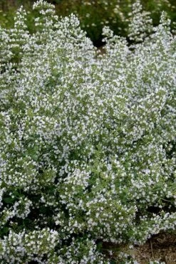 Calamint Plant (Calamintha Nepeta) - 1 Gallon Pot -Home Bloom Garden calamint 20