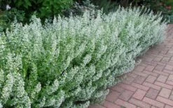 White Cloud Calamint - 5 Pack Of Quart Pots -Home Bloom Garden calamint white cloud 1 1