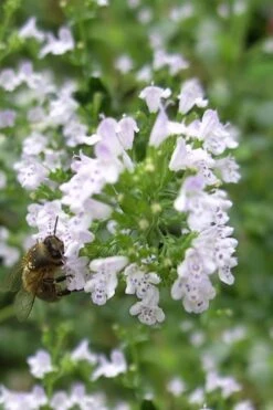 White Cloud Calamint - 1 Gallon Pot -Home Bloom Garden calamint white cloud 4