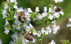 White Cloud Calamint - 5 Pack Of Quart Pots -Home Bloom Garden calamint white cloud 5 1
