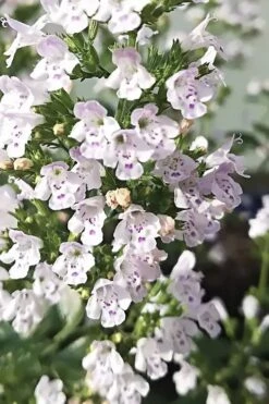 White Cloud Calamint - 1 Gallon Pot -Home Bloom Garden calamint white cloud 6