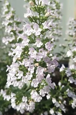 White Cloud Calamint - 1 Gallon Pot -Home Bloom Garden calamint white cloud 7