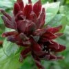 Simply Scentsational Sweetshrub (Calycanthus ) - 2 Gallon Pot -Home Bloom Garden calycanthus simply scentsational sweet shrub 13