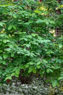 Simply Scentsational Sweetshrub (Calycanthus ) - 2 Gallon Pot -Home Bloom Garden calycanthus simply scentsational sweet shrub 14